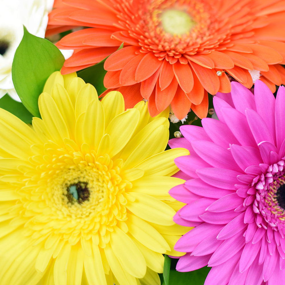 Floral Daisy Hat box arrangement in bright colours. Same Day Toronto Delivery.
