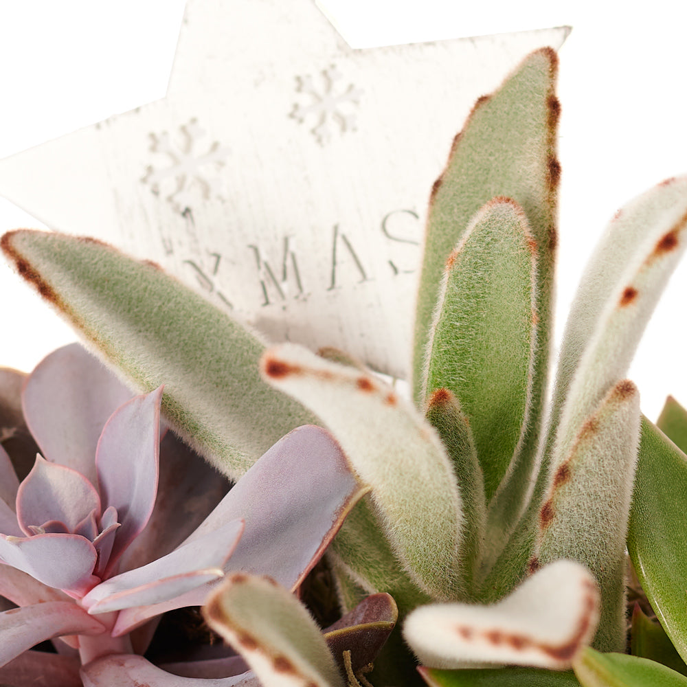 Succulent Arrangement,  Floral Gift,  Floral Arrangement,  holiday,  christmas,  Set 23991-2021, holiday succulent delivery, delivery holiday succulent, christmas arrangement canada, canada christmas arrangement, toronto