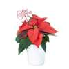 Potted Flower, flowers, Flower Arrangement, christmas, holiday, Set 24040-2021, holiday flower delivery, delivery holiday flower, christmas plant canada, canada christmas plant, toronto delivery